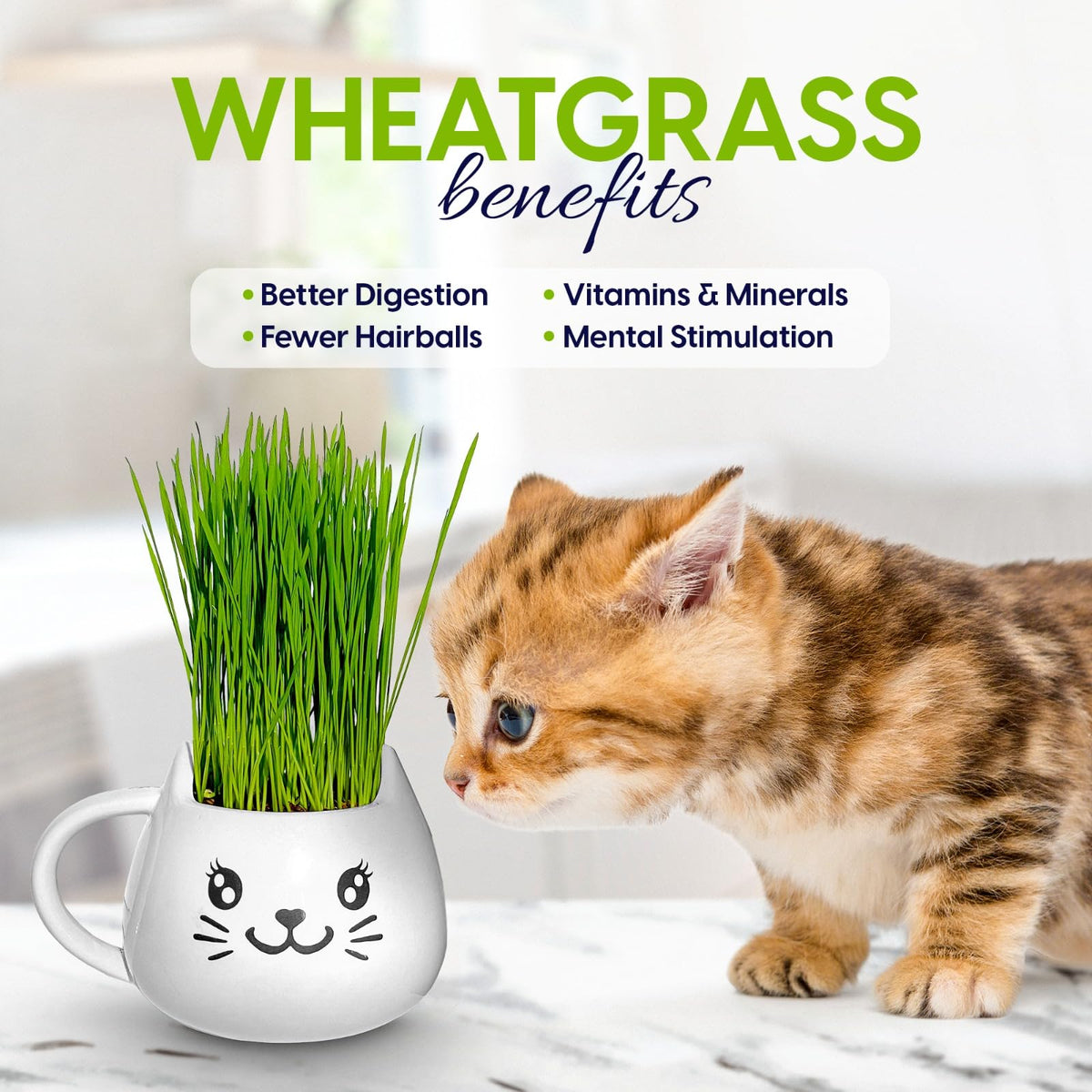 Cat Grass Growing Kit with Seeds, Soil & Ceramic Planter G152