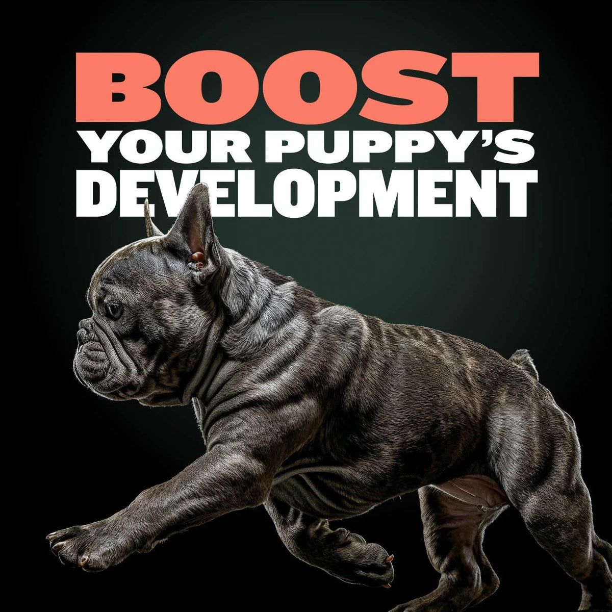 Puppy Training & Muscle Support Duo Power Tabs & Beef Soft Treats Y83281