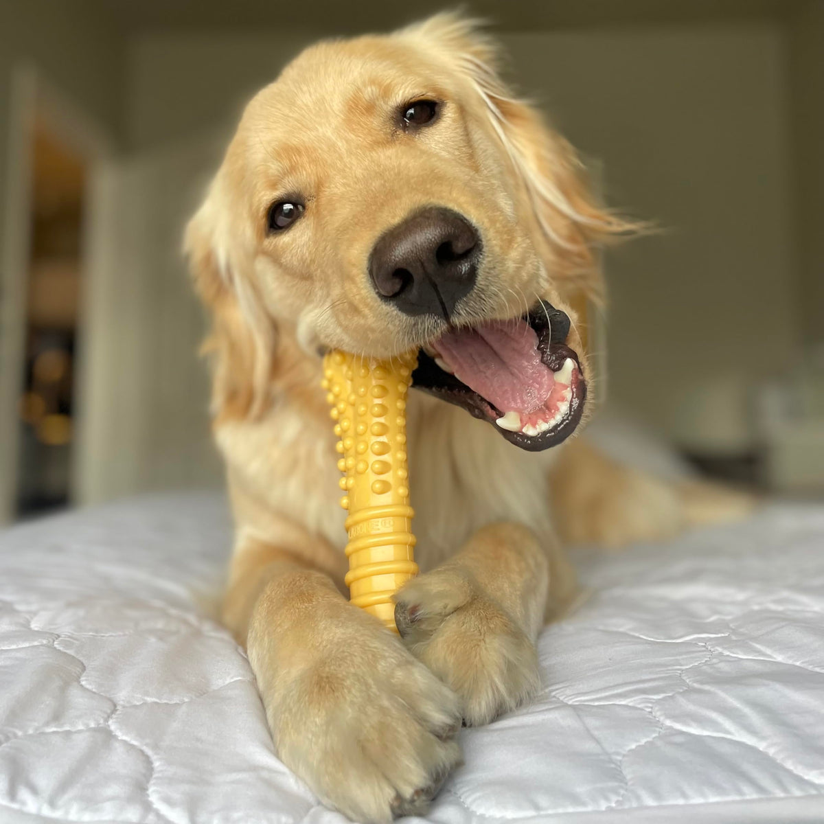 Dog Chew Toys, 3 Count, Large M736