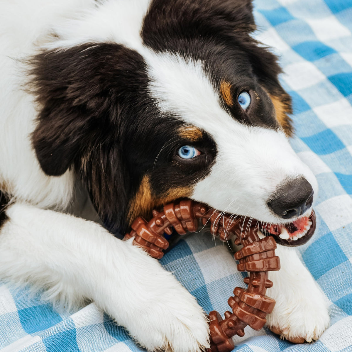 Dog Chew Toys, 3 Count, Large M736