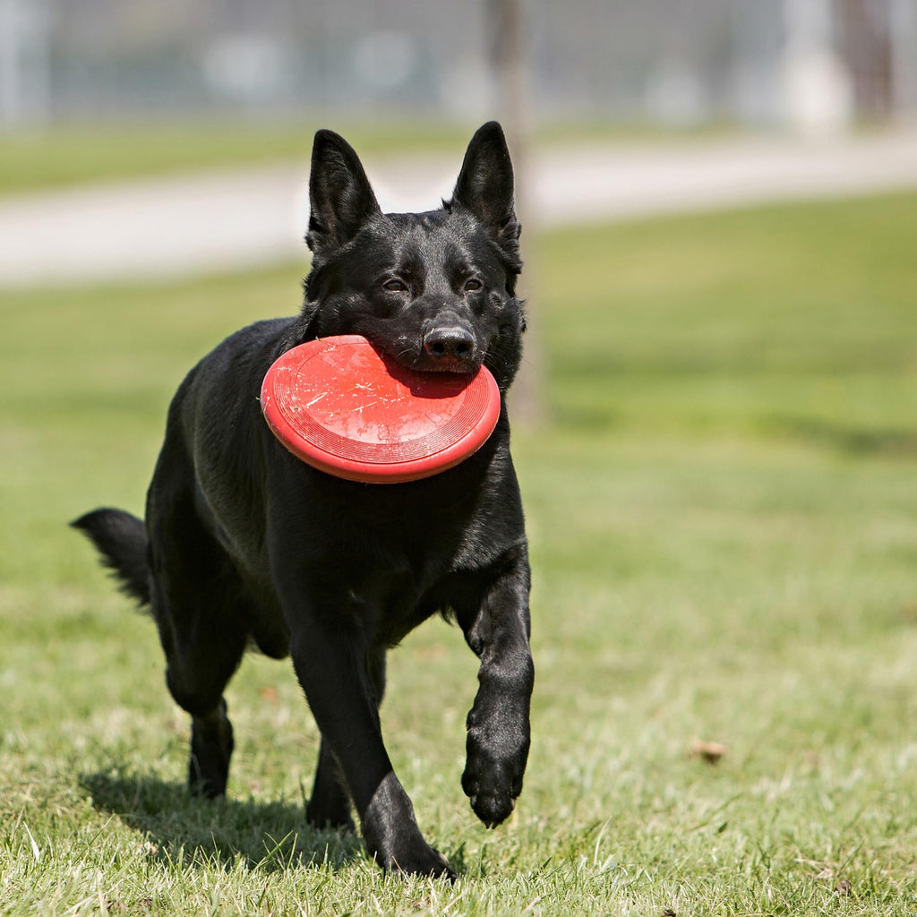 Natural Rubber Flying Disc Fetch Toy A700467