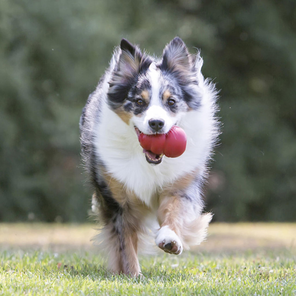 Classic Stuffable Natural Rubber Dog Toy Q11953