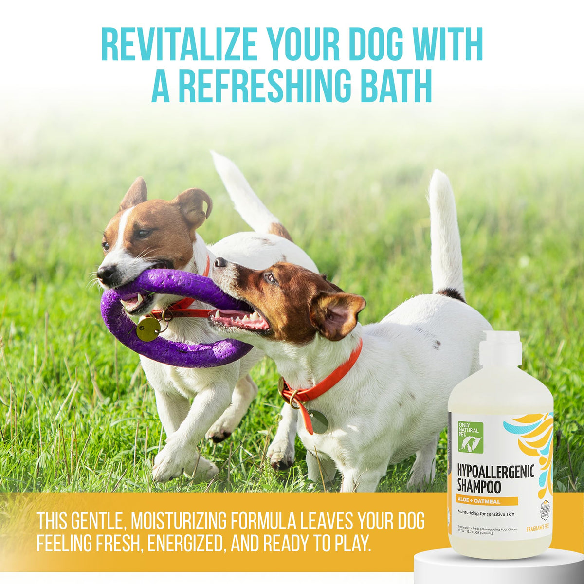 Hypoallergenic Dog Shampoo with Aloe & Oatmeal 16.9 oz M435
