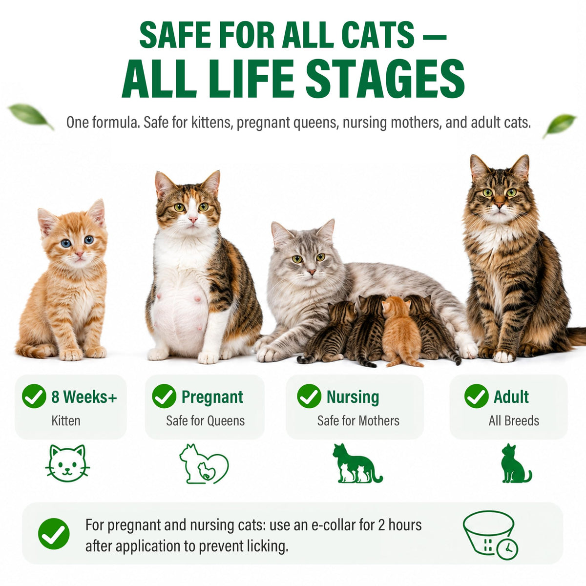 Cat Flea & Tick Topical Drops 12 Doses M789