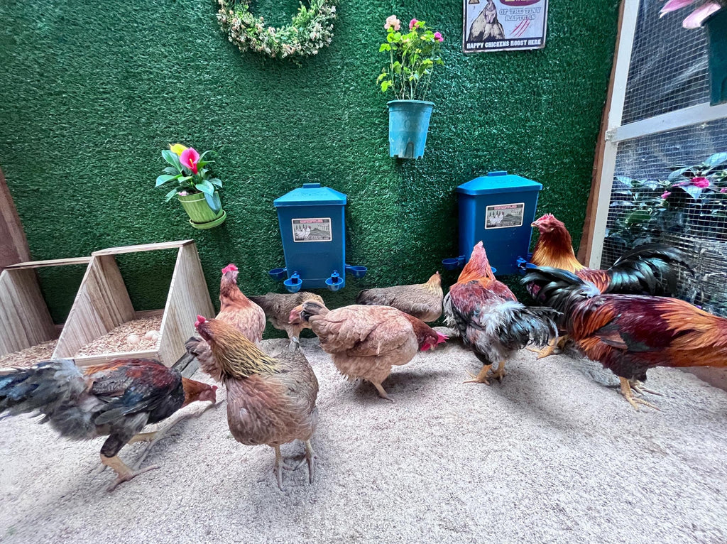 6 Gallon Chicken Waterer 2-Pack M25902
