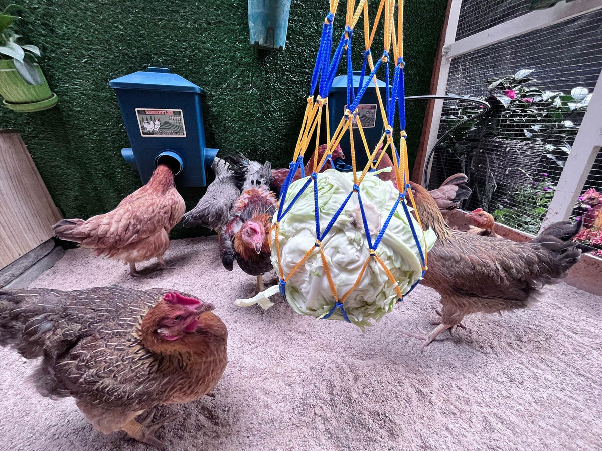 6 Gallon Chicken Waterer 2-Pack M25902